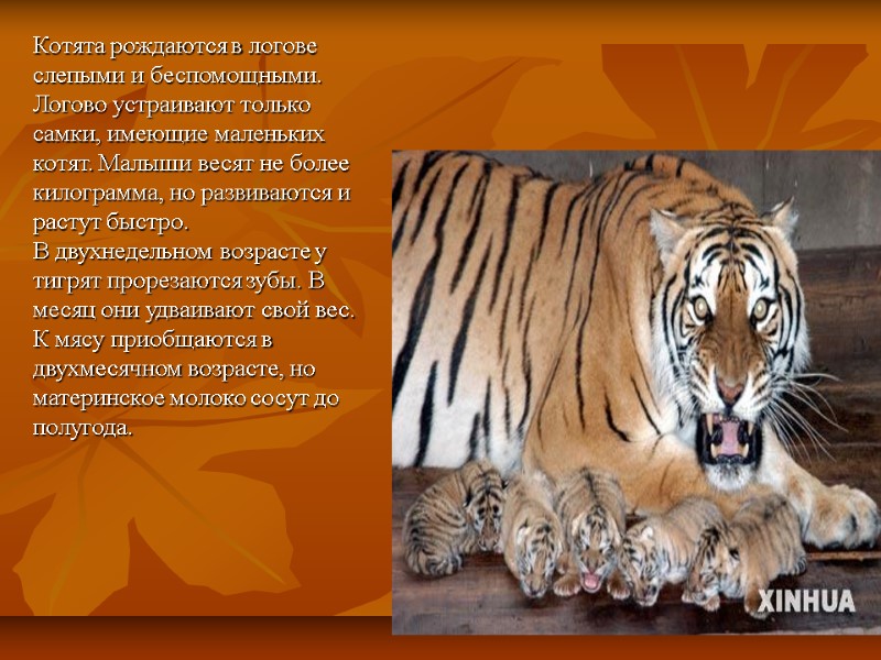 Котята рождаются в логове  слепыми и беспомощными.      Логово